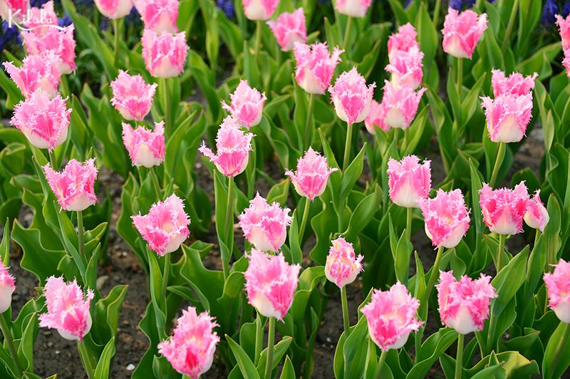 hoa tulip ở Kamiyubetsu